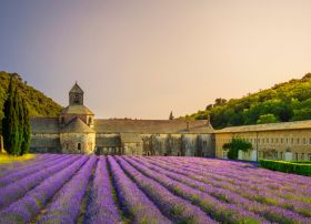 champs de lavande proche du safari hotel - visiter carpentras