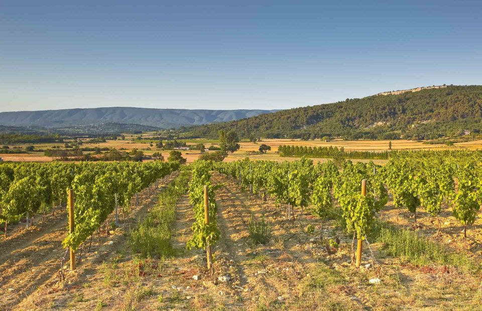 champs de vigne en été proche du safari hôtel - visiter carpentras