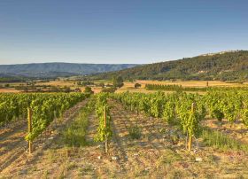 champs de vigne en été proche du safari hôtel - visiter carpentras